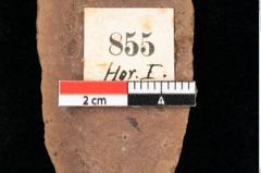 Foto (Detailsansicht) von Quercus palaeoilex Ettingshausen (NHMW-GEO-2024-0188-0855)